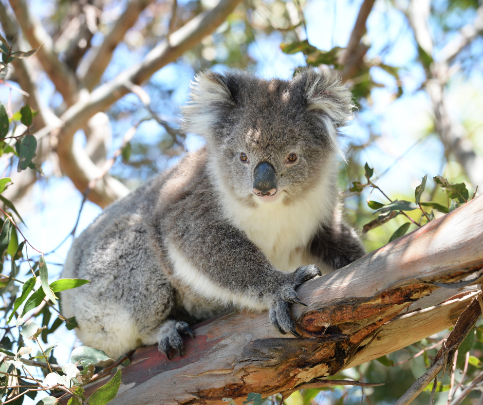 Celebrate Australia’s Unique Wildlife with Our T-Shirts!